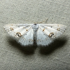 Scopula lautaria