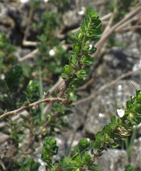 Justicia tranquebariensis