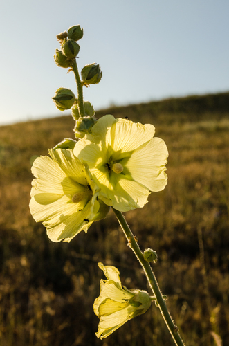 Russian Hollyhock