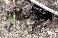 Dolichoderus ypsilon