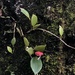 Aeschynanthus lasianthus W.T.Wang 2
