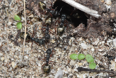 Dolichoderus ypsilon