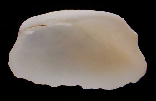 Trapezium bicarinatum observed 2002-08-20