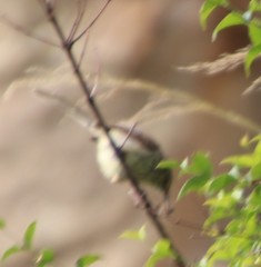 Prinia maculosa exultans