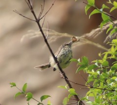 Prinia maculosa exultans