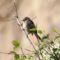 Prinia maculosa exultans
