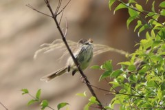 Prinia maculosa exultans