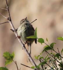 Prinia maculosa exultans