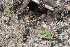 Dolichoderus ypsilon