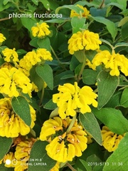 Phlomis fruticosa