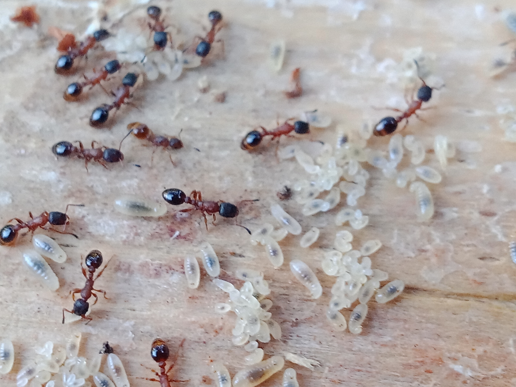 Leptothorax goesswaldi