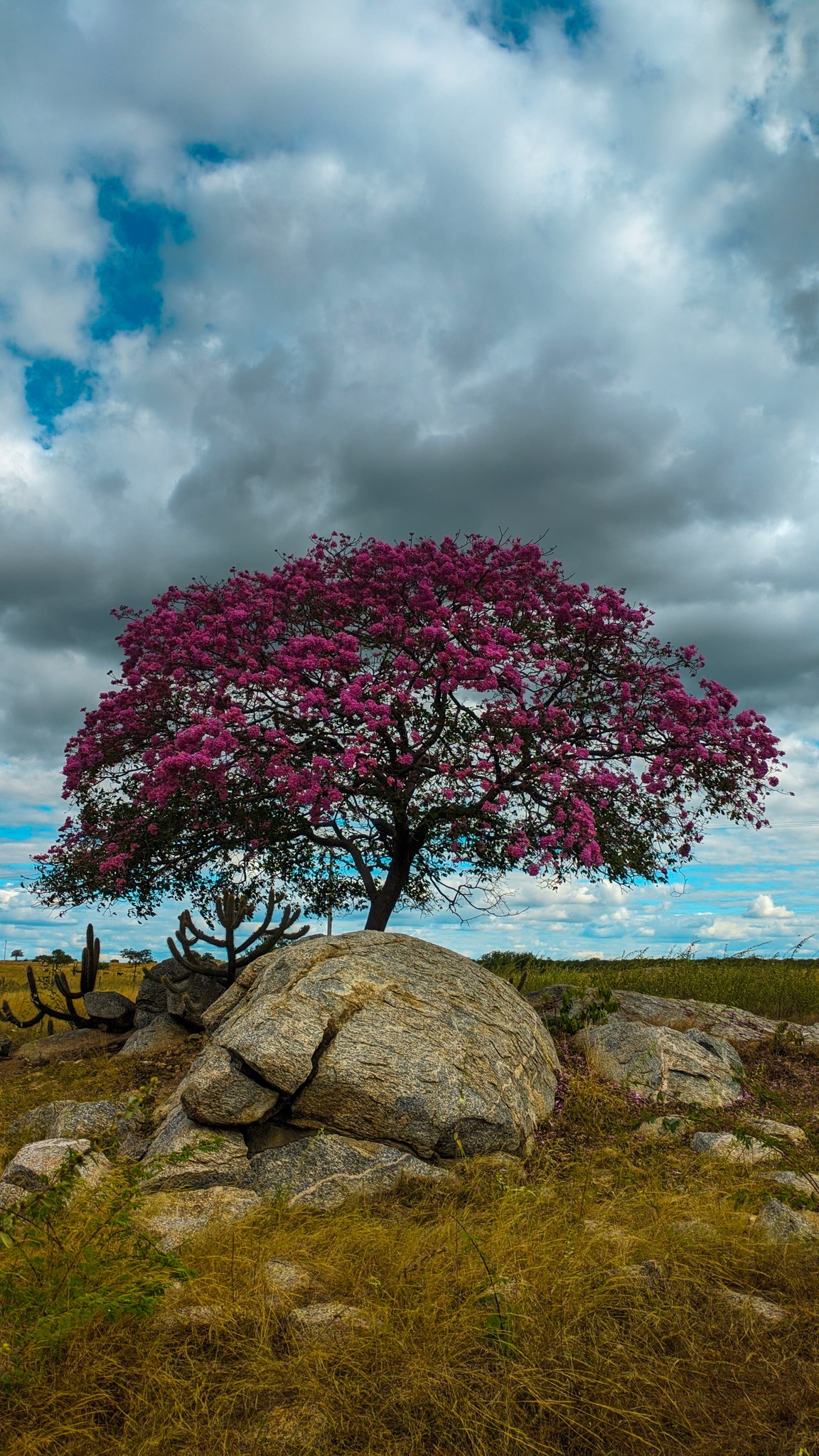 Handroanthus impetiginosum