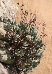 Cotyledon orbiculata oblonga