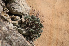 Cotyledon orbiculata oblonga