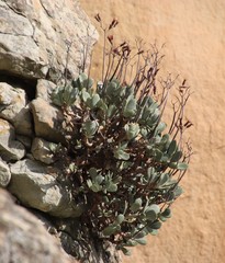 Cotyledon orbiculata oblonga