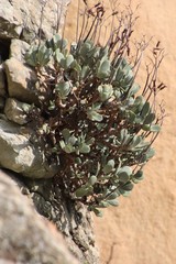 Cotyledon orbiculata oblonga
