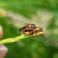 Cantharis flavilabris
