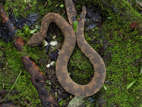 Photo of a New Guinea Viper Boa (Candoia aspera)