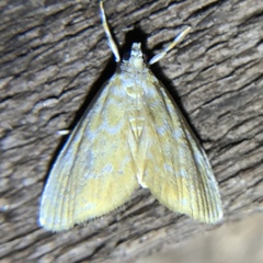 Glaphyria glaphyralis