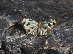 Dynamine postverta postverta