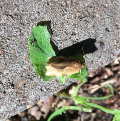 Choristoneura hebenstreitella