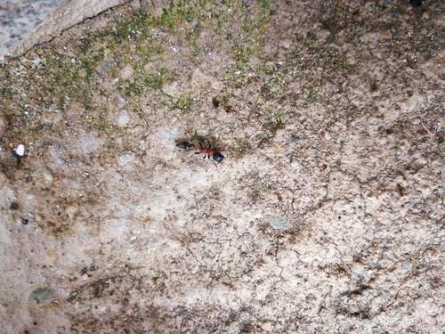 Arboreal Bicolored Slender Ant