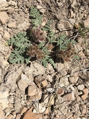 Cymopterus