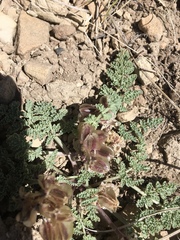Cymopterus