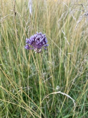 Allium ampeloprasum