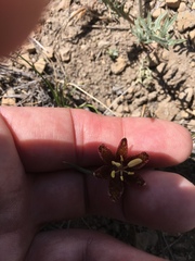 Lilieae