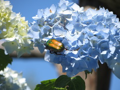 Protaetia cuprea cuprea