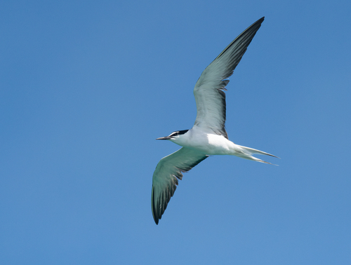 Bridled Tern