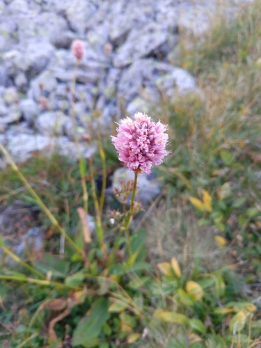 Image of Bistorta Carnea (Bistorta carnea) by (c) Maria Kohanovskaya, some rights reserved (CC BY)
