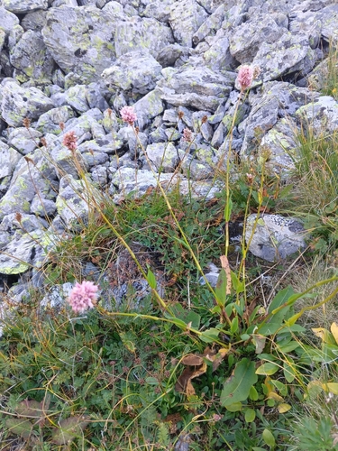 Image of Bistorta Carnea (Bistorta carnea) by (c) Maria Kohanovskaya, some rights reserved (CC BY)
