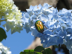 Protaetia cuprea cuprea