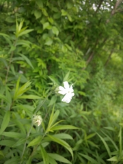 Silene latifolia