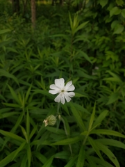 Silene latifolia