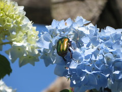 Protaetia cuprea cuprea