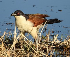 Centropus cupreicaudus