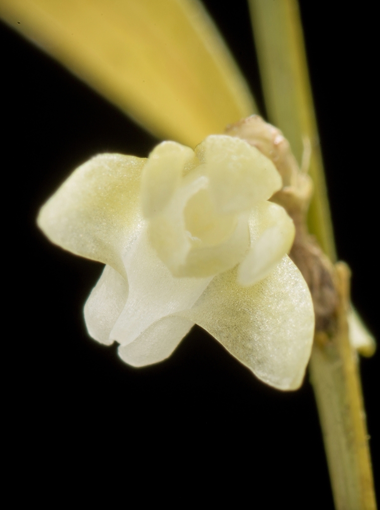 Dendrobium lamelluliferum J.J.Sm.