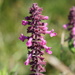 Stachys chamissonis - Photo (c) Karen and Mike,  זכויות יוצרים חלקיות (CC BY), הועלה על ידי Karen and Mike