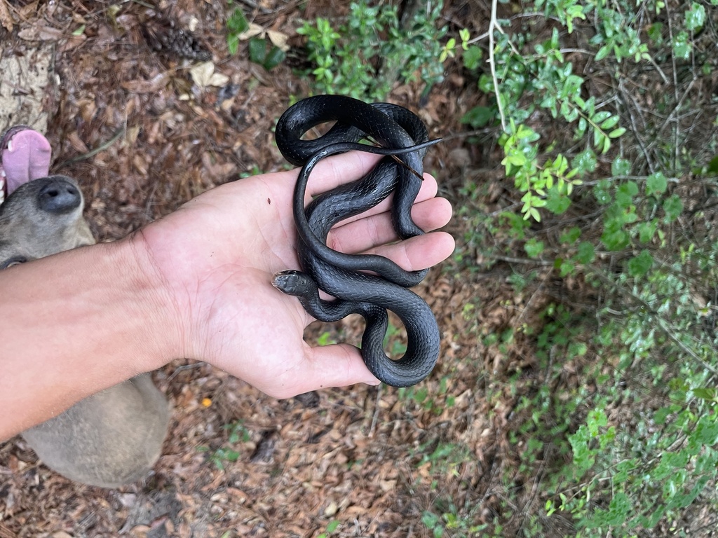 Southern Black Racer from North Northwest Pensacola, Pensacola, FL, US ...