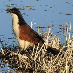 Centropus cupreicaudus