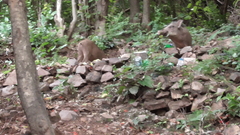 Sus scrofa cristatus