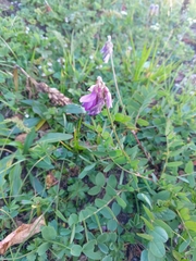 Hedysarum caucasicum, photograph Maria Kohanovskaya, CC BY, iNaturalist via GBIF