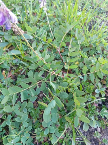 Hedysarum caucasicum, photograph 2