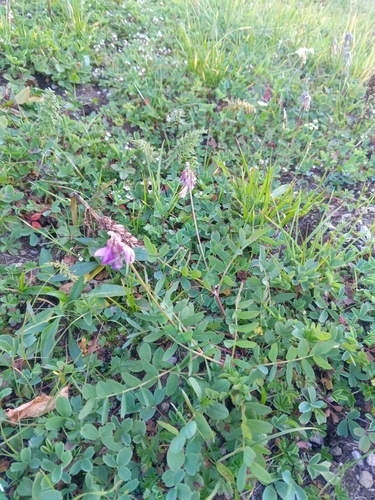 Hedysarum caucasicum, photograph 3