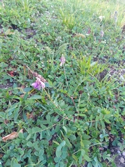 Hedysarum caucasicum, photograph Maria Kohanovskaya, CC BY, iNaturalist via GBIF