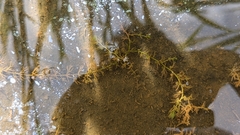 Utricularia tenuicaulis, photograph Cheng-Te Hsu, CC BY, iNaturalist via GBIF