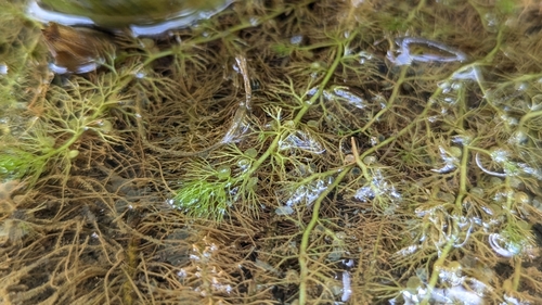 Utricularia tenuicaulis, photograph 5